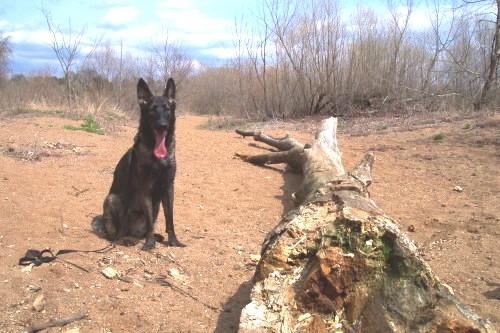 tarzanatdogpark33002.jpg